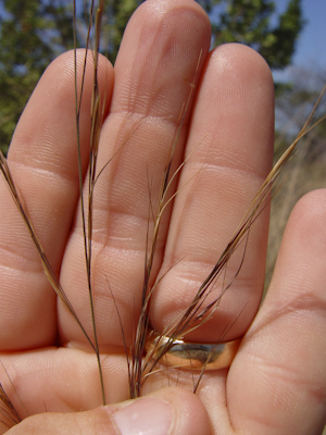 Aristida floridana