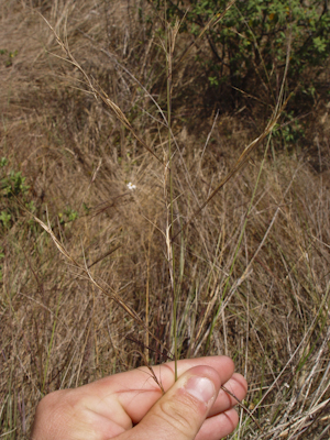 Aristida floridana