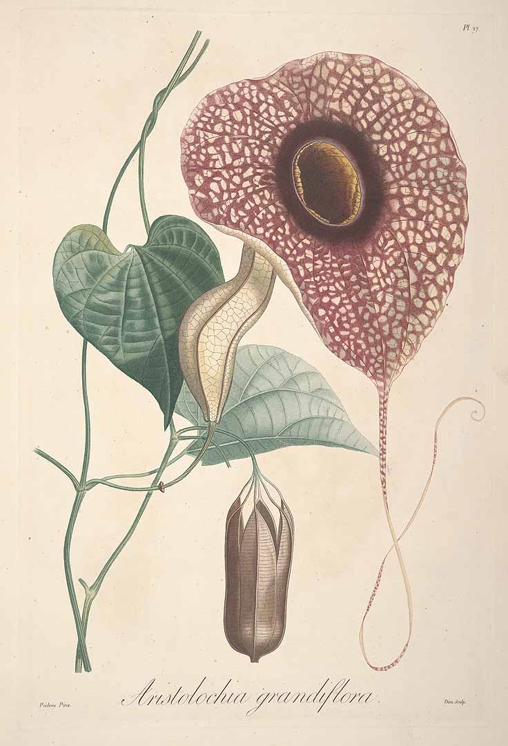 Aristolochia grandiflora