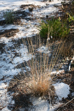 Aristida gyrans