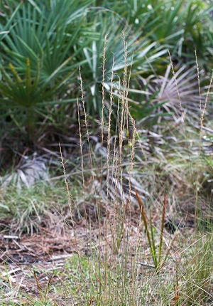 Aristida gyrans