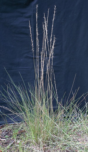 Aristida gyrans