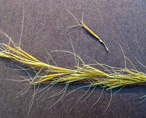 Aristida gyrans