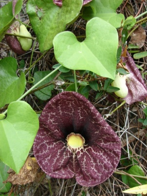 Aristolochia elegans