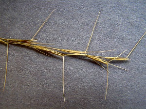 Aristida palustris