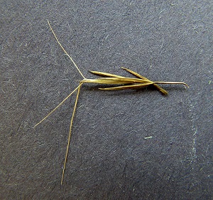 Aristida palustris