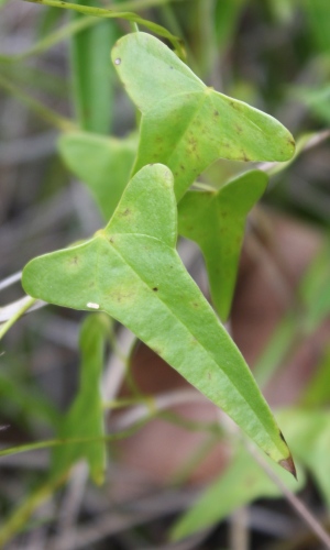 Aristolochia passiflorifolia