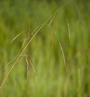 Aristida patula