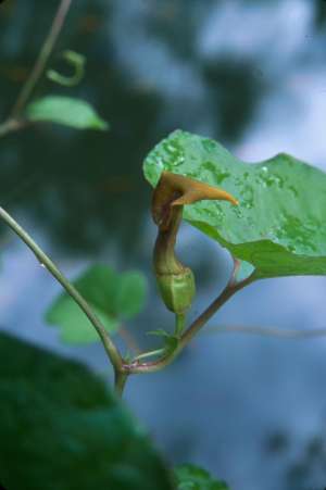 Aristolochia pentandra