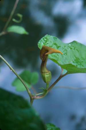 Aristolochia pentandra