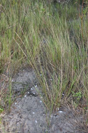 Aristida purpurascens