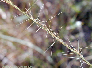 Aristida purpurascens