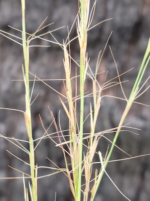 Aristida purpurascens