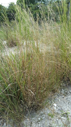 Aristida purpurascens