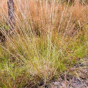 Aristida purpurascens