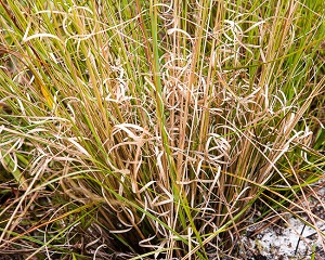 Aristida purpurascens