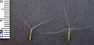 Aristida purpurascens