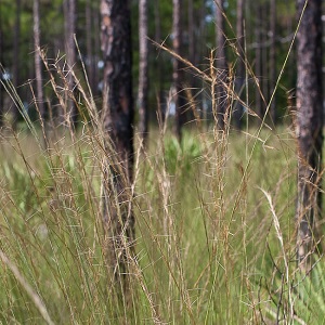 Aristida rhizomophora