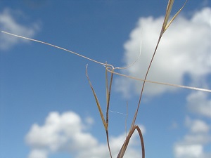 Aristida rhizomophora