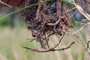 Aristida rhizomophora