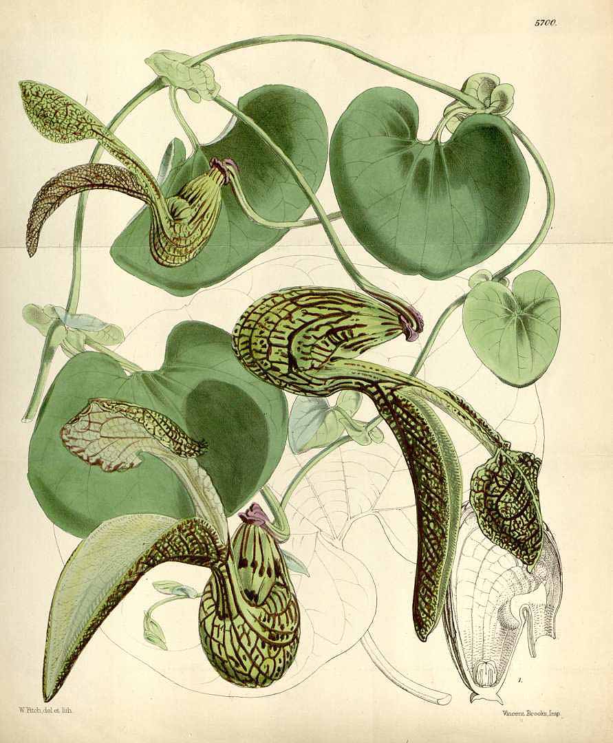 Aristolochia ringens