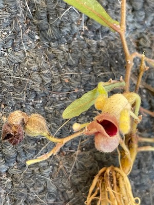 Aristolochia serpentaria