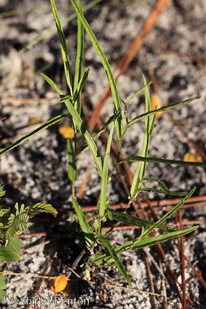 Aristolochia serpentaria