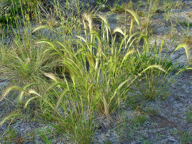 Aristida spiciformis