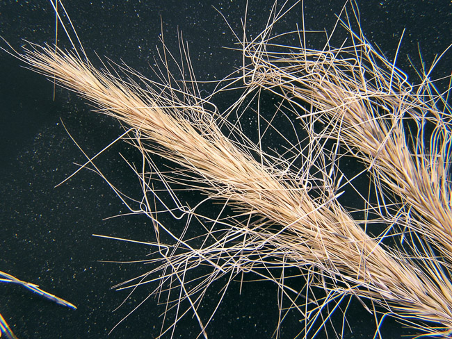 Aristida spiciformis