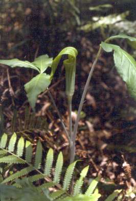 Arisaema triphyllum