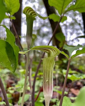 Arisaema triphyllum