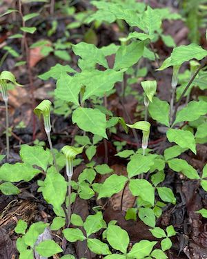 Arisaema triphyllum