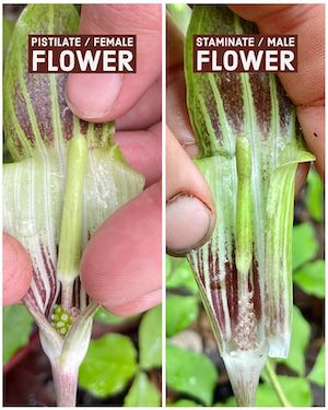 Arisaema triphyllum