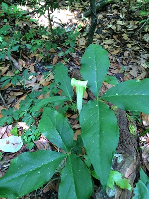 Arisaema triphyllum