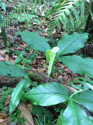 Arisaema triphyllum