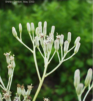 Arnoglossum ovatum