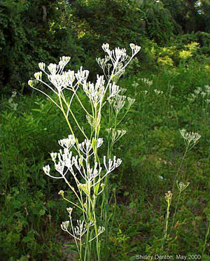 Arnoglossum ovatum