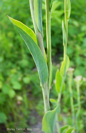 Arnoglossum ovatum