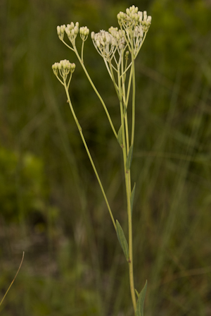 Arnoglossum ovatum