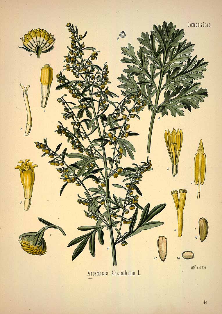 Artemisia absinthium