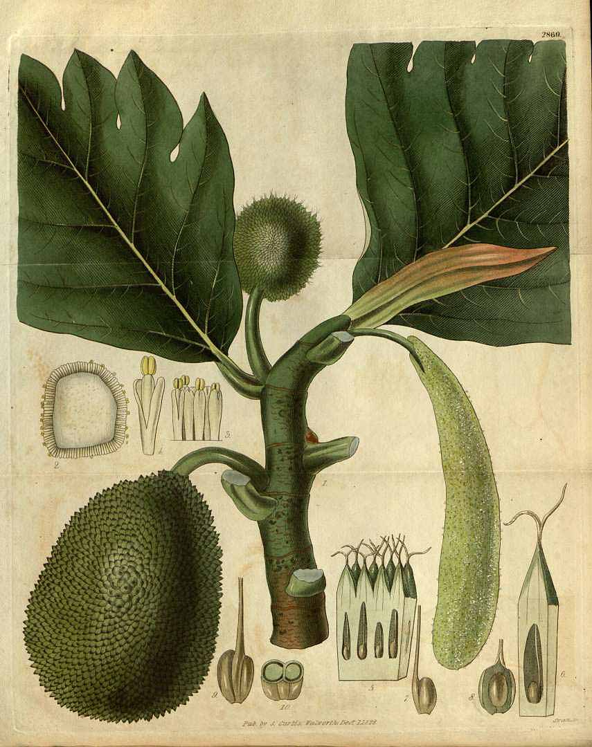 Artocarpus altilis