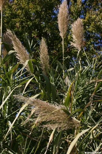 Arundo donax