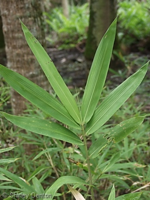 Arundinaria gigantea