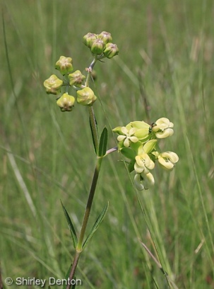 Asclepias connivens
