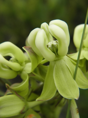 Asclepias connivens