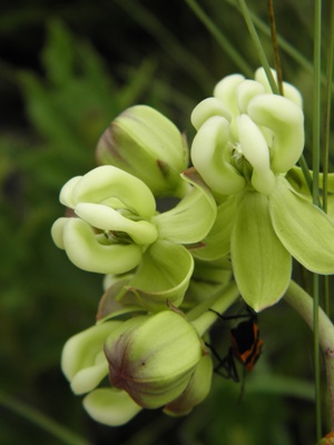 Asclepias connivens