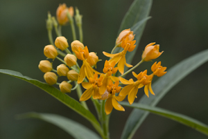 Asclepias curassavica