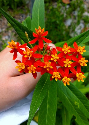 Asclepias curassavica