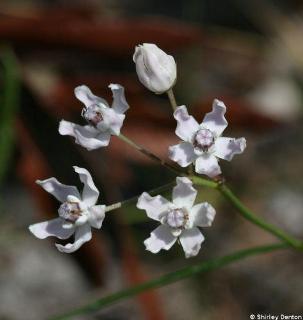 Asclepias feayi