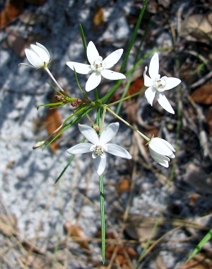 Asclepias feayi